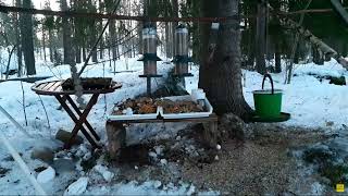 LINTUJEN JA ORAVAN RUOKINTA #birdfeeding #squirrelfeeder #nature #asmr 10.2