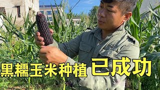 黑糯玉米种植非常成功，这种黑颜色玉米味道非常不错，口感非常好【蛋炒饭先生】