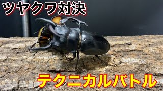 ［テクニカルバトル！］ラコダールツヤクワガタVSスチーブンスツヤクワガタ