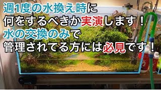 コケを減らす水換えのやり方を実演【アクアリウム】