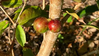 Jaboticaba - Scarlet seedling. Fruiting after 3 years.