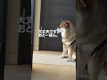 実家に帰らせていただきます？ shiba 柴犬との暮らし