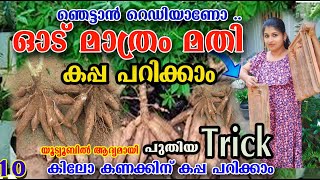 പഴയ ഓട് മാത്രം മതി കപ്പ  ഒരു പത്തു കിലോ പറിക്കാം /കപ്പ കൃഷി /poppy happy vlogs/malayalam