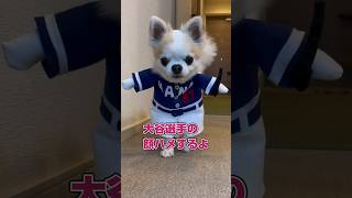 大谷選手の顔ハメをしたチワワさん #コスプレ #顔ハメ #犬 #可愛い #大谷翔平