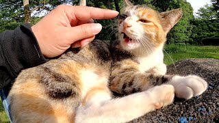 道端に寝そべる猫をモフっていたら、背後にいた三毛猫も甘えてきた