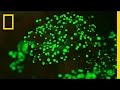 Biologist Illuminates Glowing Underwater World | National Geographic