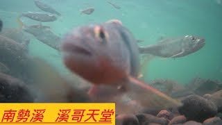 想不到#南勢溪ㄉ魚 這樣多