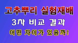 [텃밭농부. 1,186]  고추뿌리 실험재배 3차 결과 비교 #고추재배 #고추뿌리 실험