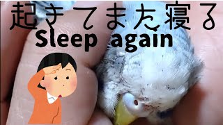 セキセイインコ　なつきすぎ🐦起きてまた寝るインコ　Sleep again #飼い方#なでる#なでなで#手のり#ペット#鳴き声#種類#人気#すりすり#えさ#なつきすぎ#飼うの大変