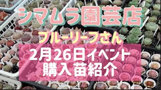 シマムラ園芸店　多肉イベント