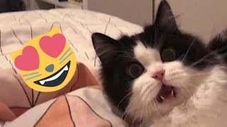 😂 Funniest Cats and Dogs s 😺🐶 || 🥰😹 Hilarious Animal Compilation №351