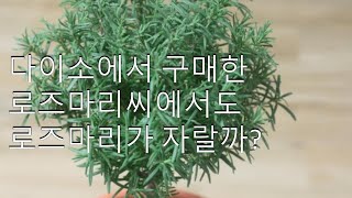 다이소 로즈마리 키우기 챌린지#Growing rosemary trees from Daiso's rosemary seeds#난이도 중