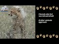 Cheetah cub survives from lion pride