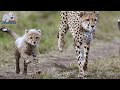 Cheetah cub survives from lion pride