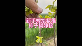 新手嫁接教程：柿子树嫁接。Persimmon tree grafting