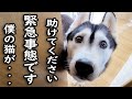 ハスキー犬が急用だと騒いでるのでついて行ってみると猫が...