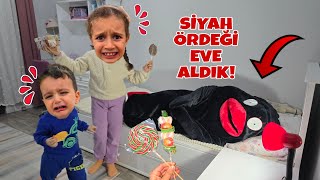 EYVAH SİYAH ÖRDEK POYRAZ ELİFE SÜRPRİZ GETİRDİ!!!