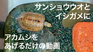 イシガメとサンショウウオに活アカムシをあげる動画