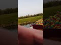 sheep fallen in the River Nene 1 of 2 videos