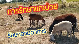 การรักษาแกะป่วย (รักษาตามอาการ) | แกะป่วยต้องรีบรักษาด้วยการใช้ยา.. by ชีลองฟาร์ม