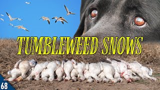 Hunting SNOW GEESE Out of TUMBLEWEEDS | Wheat Field Goose Hunt