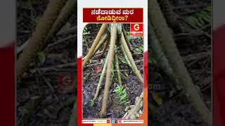 Walking Tree | ನಡೆದಾಡುವ ಮರ ನೋಡಿದ್ದೀರಾ? | Guarantee News