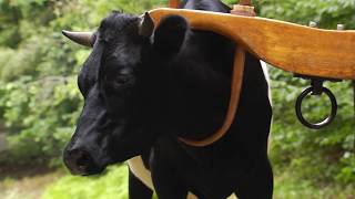 4-H Working Steer