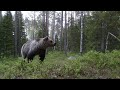 nature animal sounds bear sounds recorded in front of bears barking eating walking scratching