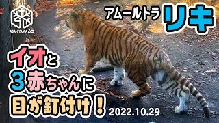 【旭山動物園】隣のイオちゃんと初めて見る赤ちゃんたちに目が釘付け👀🐅抜き足さし足しのび足 アムールトラのリキ[Asahiyama Zoo] Amur tiger, Riki.