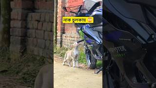 Cat 🐈 Rubbing its Nose Against the Bike's Indicator বিড়াল বাইকের ইন্ডিকেটরের সাথে নাক ঘষামাজা করছে