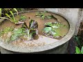 വീട്ടിൽ ഒരു അടിപൊളി ആമ്പൽകുളം ഉണ്ടാക്കാം how to set waterlily pond at home malayalam aambal kulam