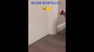 прикупили бы для своей собачки такой костюмчик?😀