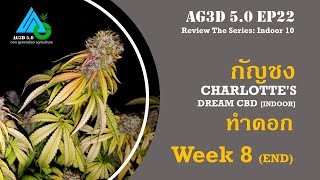 AG3D 5.0-EP22 Review The Series:Indoor ตอนที่ 10 ทำดอก Week8 กัญชงทางการแพทย์ Charlotte's Dream CBD