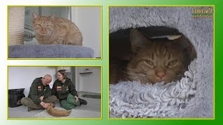 Katzenvermittlung - November/Dezember 2013 (Tierheim Hannover TV)