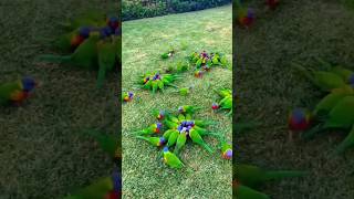 Beautiful bird/4k Ultra hd/The Most Beautiful bird In The World/Natural Scarce 4k/birds videos