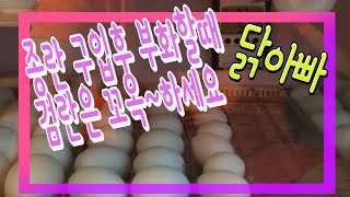 종란 구입후 검란좀 하세요!! (Blacking is a must when hatching after purchasing a egg!)