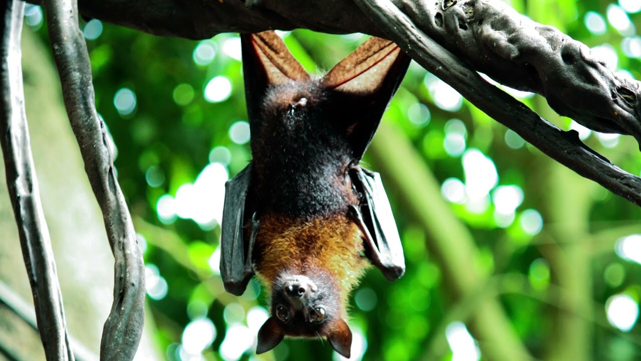 Bat Sound Effect, High Quality, Best Loud Flying Bats Sound Effects ...