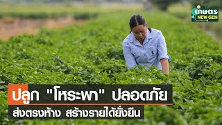 เกษตรกรเฮ ! ปลูก “โหระพา” ปลอดภัยส่งตรงห้าง 24 ชม. สร้างรายได้ยั่งยืน | เกษตรนิวเจน