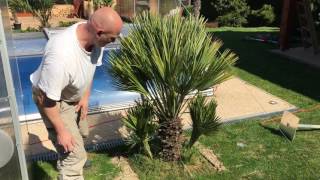 Palmy a Zahrady s.r.o. - Glasshouse removal PART II - Chamaerops Humilis Vulcano 2017