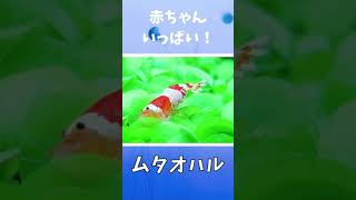 【アクアリウム】抱卵映像！　#shorts