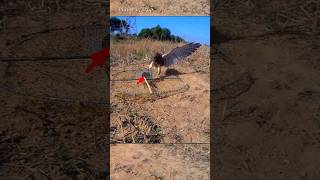 Pigeon trap | bird trap | catching bird | pora video #shorts #youtubeshorts
