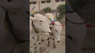 Narsingappa Killara Bulls Video || Karnataka Killara Cattles ||