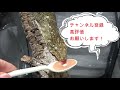 【ジャイゲコ】桃ちゃんの飼育環境 u0026餌やり