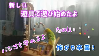 インコのバードアスレチックで遊び始めたピースケ (新バージョンの手作り遊具)