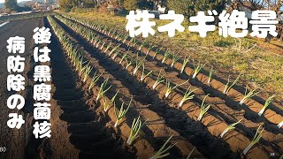 株ネギを移植します