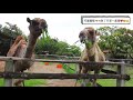 花蓮鳳林景點【新光兆豐休閒農場】超大動物園！恐龍侏儸紀公園！遊園車 餵動物 農場鮮奶 免費停車場