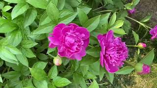 Peony. When I transplanted it, it bloomed the following year and loving its new location.