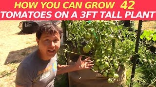 How to Grow 42 Tomatoes on a 3 Ft Plant in a Container Organically