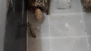 【豹紋守宮】豹紋守宮吃寬腹螳螂 Leopard Gecko eats Praying Mantis