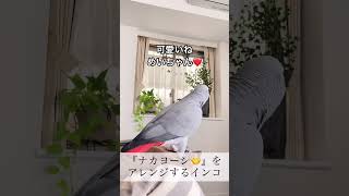 「ナカヨーシ🤝」をアレンジするインコ【おしゃべりインコ】#shorts #ヨウム #めいちゃん #インコ #おしゃべりインコ #鳥 #アレンジ